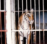 Tigre in gabbia in un giardino zoologico